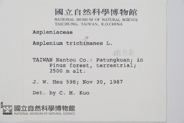 鐵角蕨藏品圖，第2張