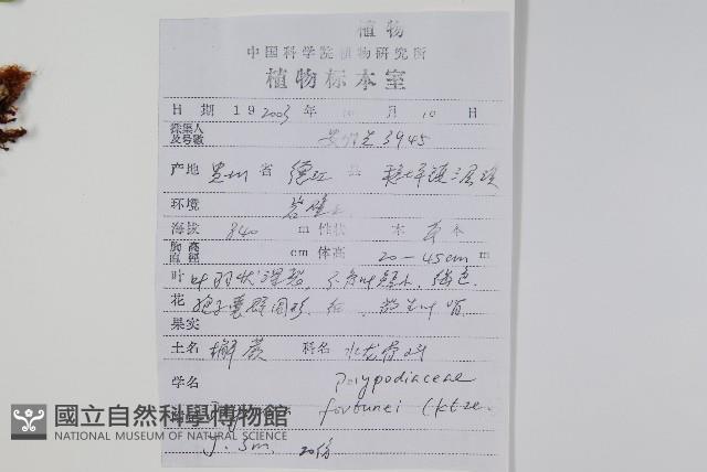 槲蕨藏品圖，第2張