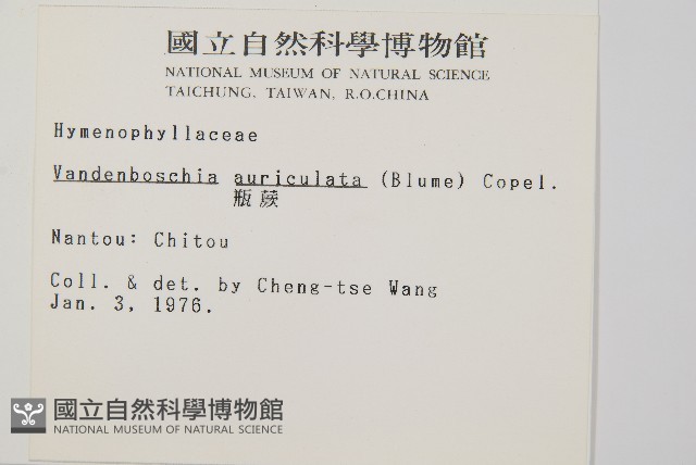 瓶蕨藏品圖，第2張