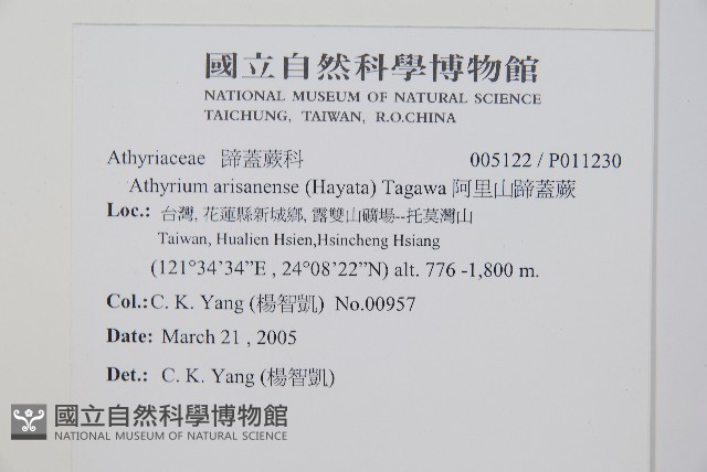 阿里山蹄蓋蕨藏品圖，第2張