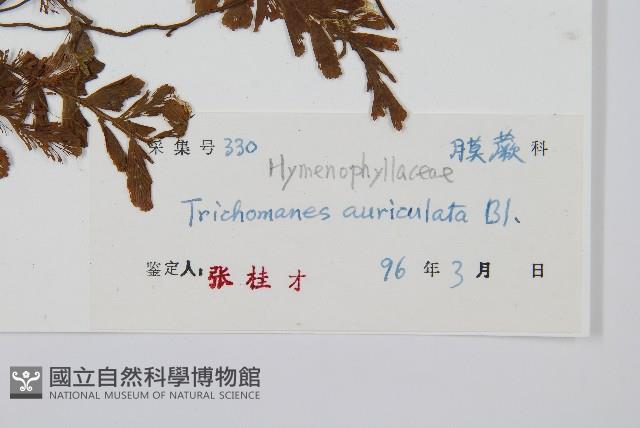 瓶蕨藏品圖，第2張