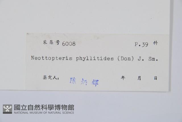 長葉巢蕨藏品圖，第2張