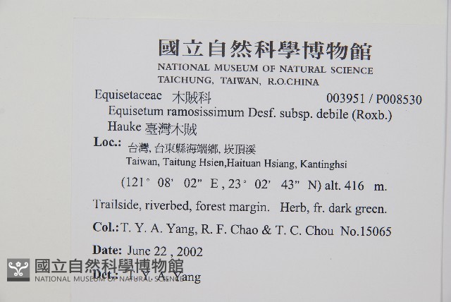 臺灣木賊藏品圖，第2張