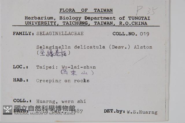 全緣卷柏藏品圖，第2張