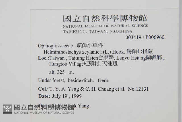 錫蘭七指蕨藏品圖，第2張