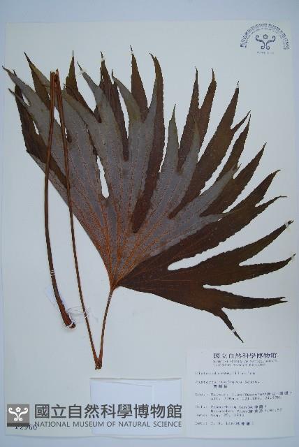 雙扇蕨藏品圖，第1張