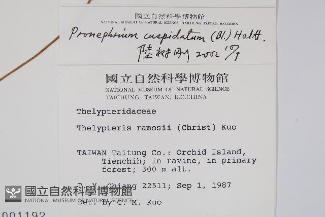 頂芽新月蕨藏品圖，第2張