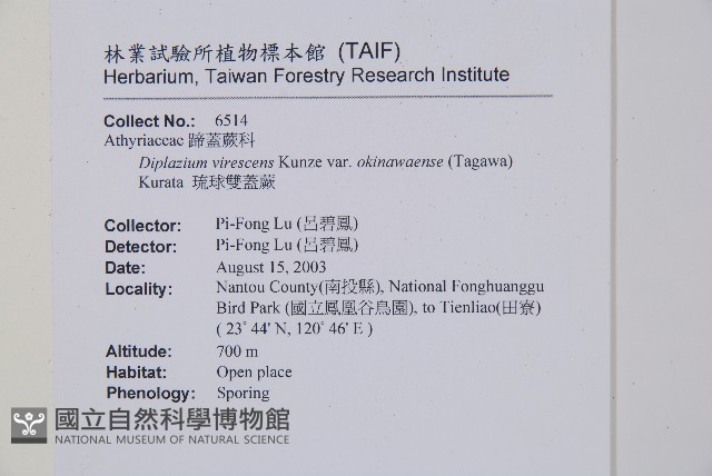 琉球雙蓋蕨藏品圖，第5張