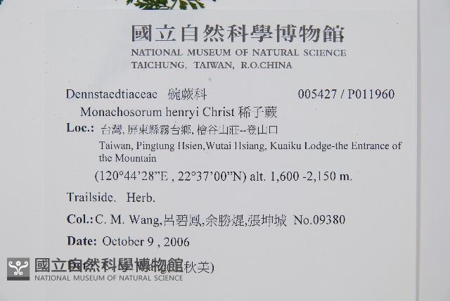 稀子蕨藏品圖，第2張