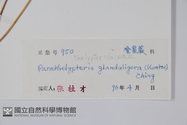 密腺副金星蕨藏品圖，第2張