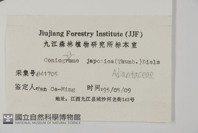 日本鳳丫蕨藏品圖，第2張