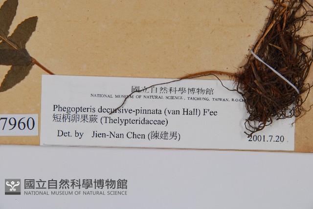 翅軸假金星蕨、短柄卵果蕨藏品圖，第2張