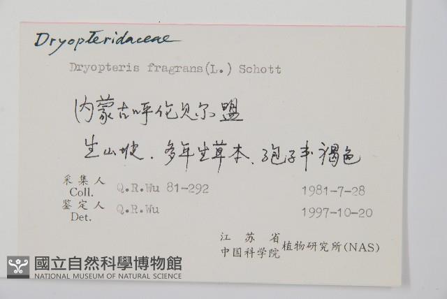 香鱗毛蕨藏品圖，第2張