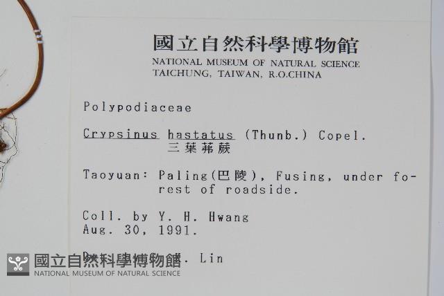 三葉茀蕨藏品圖，第2張