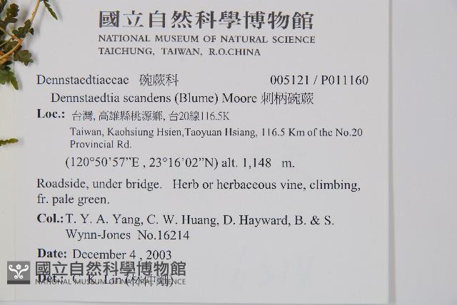 刺柄碗蕨藏品圖，第2張