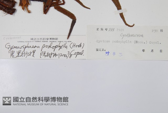 黑桫蕨藏品圖，第2張