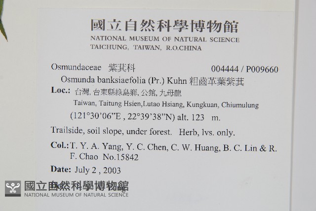 粗齒革葉紫萁藏品圖，第2張