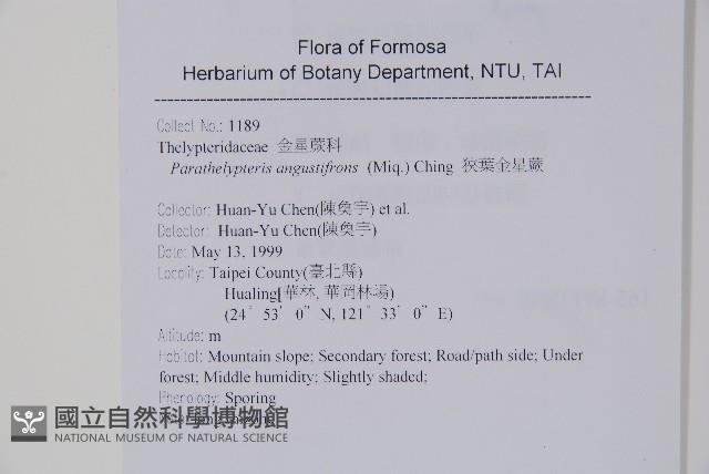 小梯葉副金星蕨藏品圖，第2張