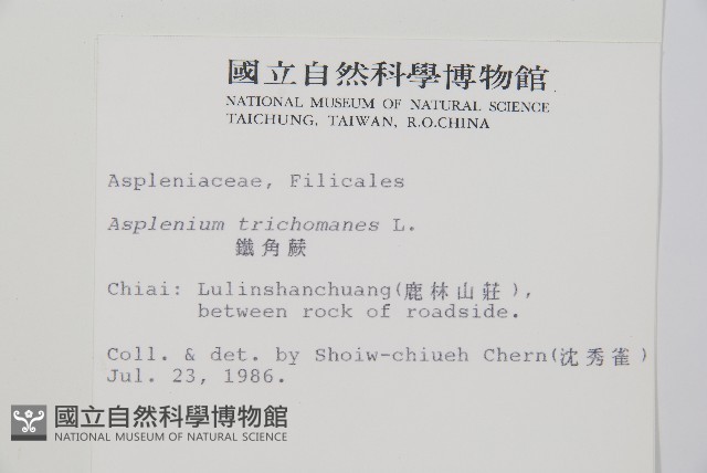鐵角蕨藏品圖，第2張