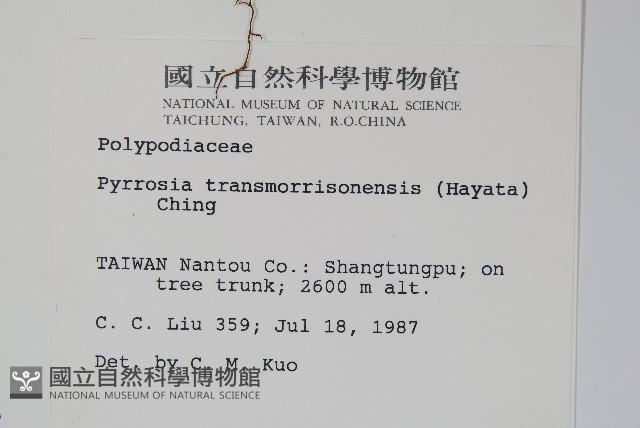 玉山石葦藏品圖，第2張