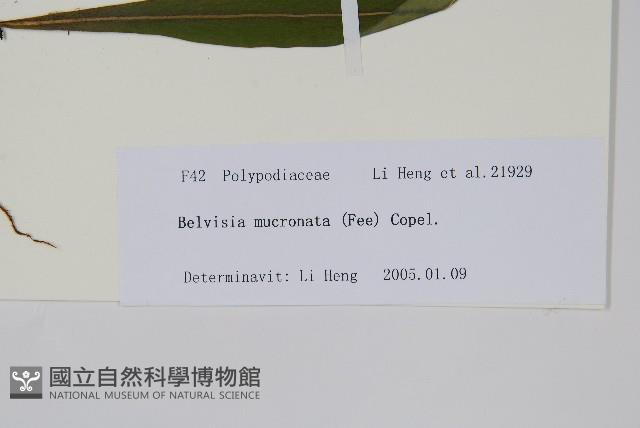 尖嘴蕨藏品圖，第2張