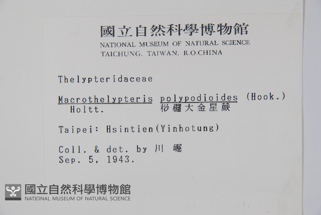 光囊紫柄蕨藏品圖，第2張