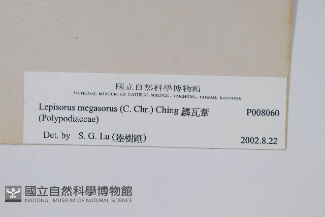 鱗瓦葦、長柄瓦葦藏品圖，第2張