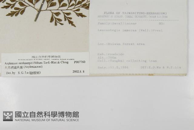 大黑柄鐵角蕨、黃鱗鐵角蕨、大羽鐵角蕨藏品圖，第2張