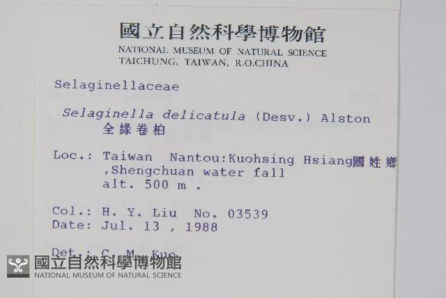 全緣卷柏藏品圖，第2張