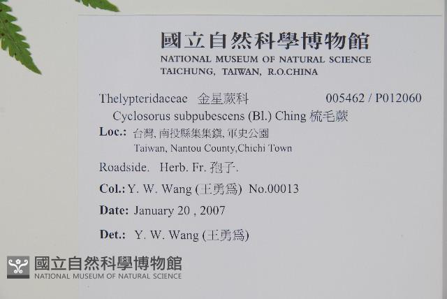 梳毛蕨藏品圖，第2張