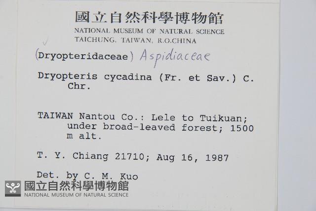 桫欏鱗毛蕨藏品圖，第2張