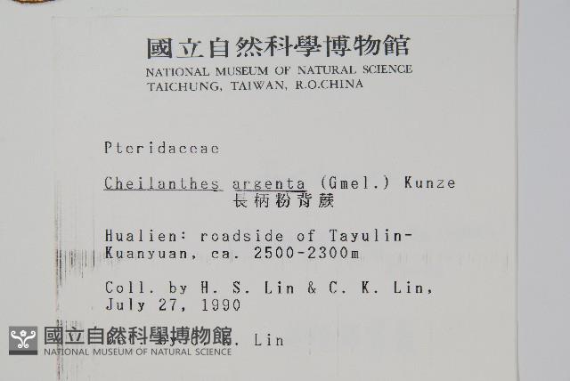 長柄粉背蕨藏品圖，第2張