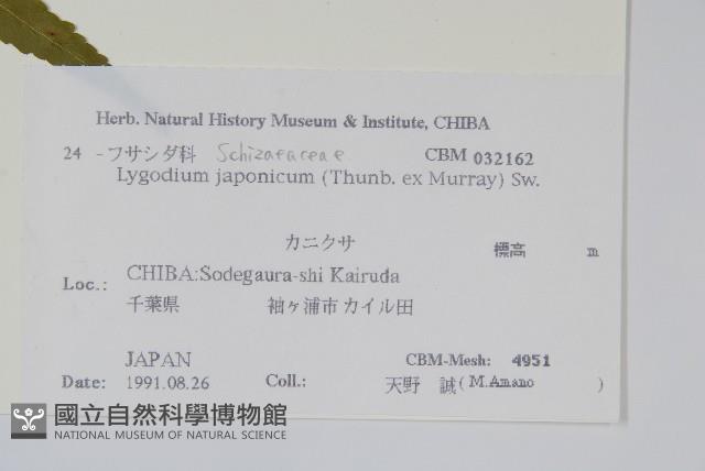 海金沙藏品圖，第2張