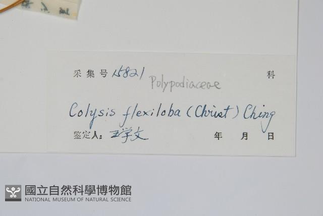 曲邊線蕨藏品圖，第2張