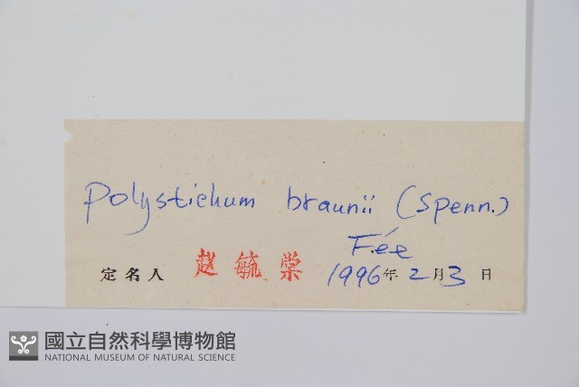 布郎耳蕨藏品圖，第2張