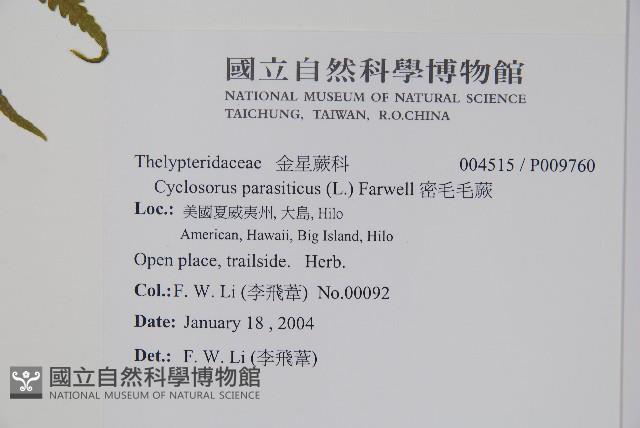 密毛毛蕨藏品圖，第2張