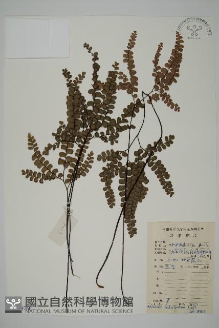 扇葉鐵線蕨藏品圖，第1張