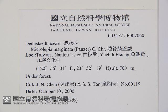 邊緣鱗蓋蕨藏品圖，第5張