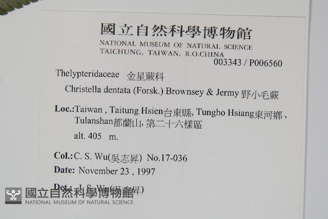 毛蕨藏品圖，第2張