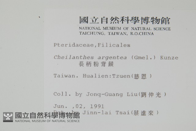 長柄粉背蕨藏品圖，第2張