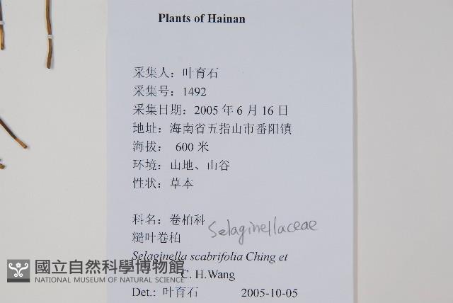 糙葉卷柏藏品圖，第2張