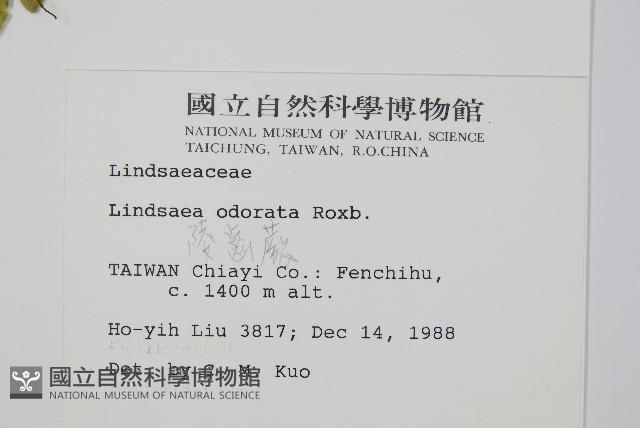 陵齒蕨、鱗始蕨藏品圖，第2張