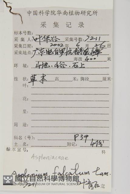 鐮葉鐵角蕨藏品圖，第2張