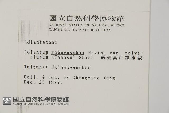 臺灣高山鐵線蕨藏品圖，第2張