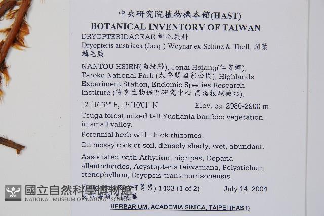 闊葉鱗毛蕨藏品圖，第2張