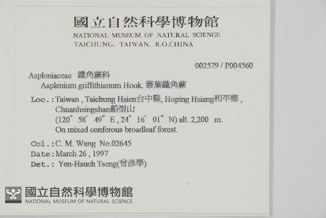 劍葉鐵角蕨、箭葉鐵角蕨藏品圖，第2張