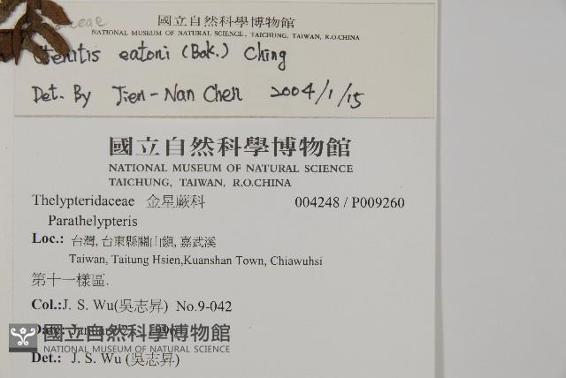 愛德氏肋毛蕨藏品圖，第2張