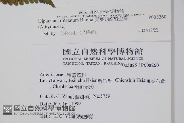 擬德氏雙蓋蕨藏品圖，第2張