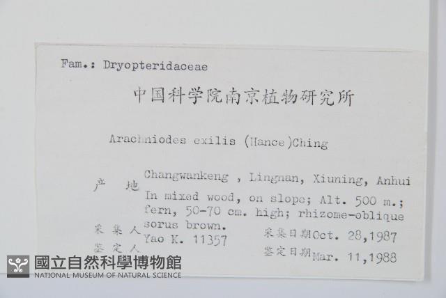 細葉複葉耳蕨藏品圖，第2張