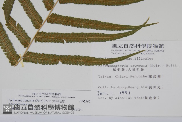大葉毛蕨藏品圖，第2張